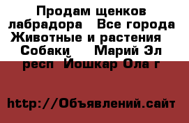 Продам щенков лабрадора - Все города Животные и растения » Собаки   . Марий Эл респ.,Йошкар-Ола г.